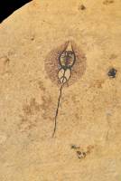 Raie fossile (Cyclobathis sp., Liban)